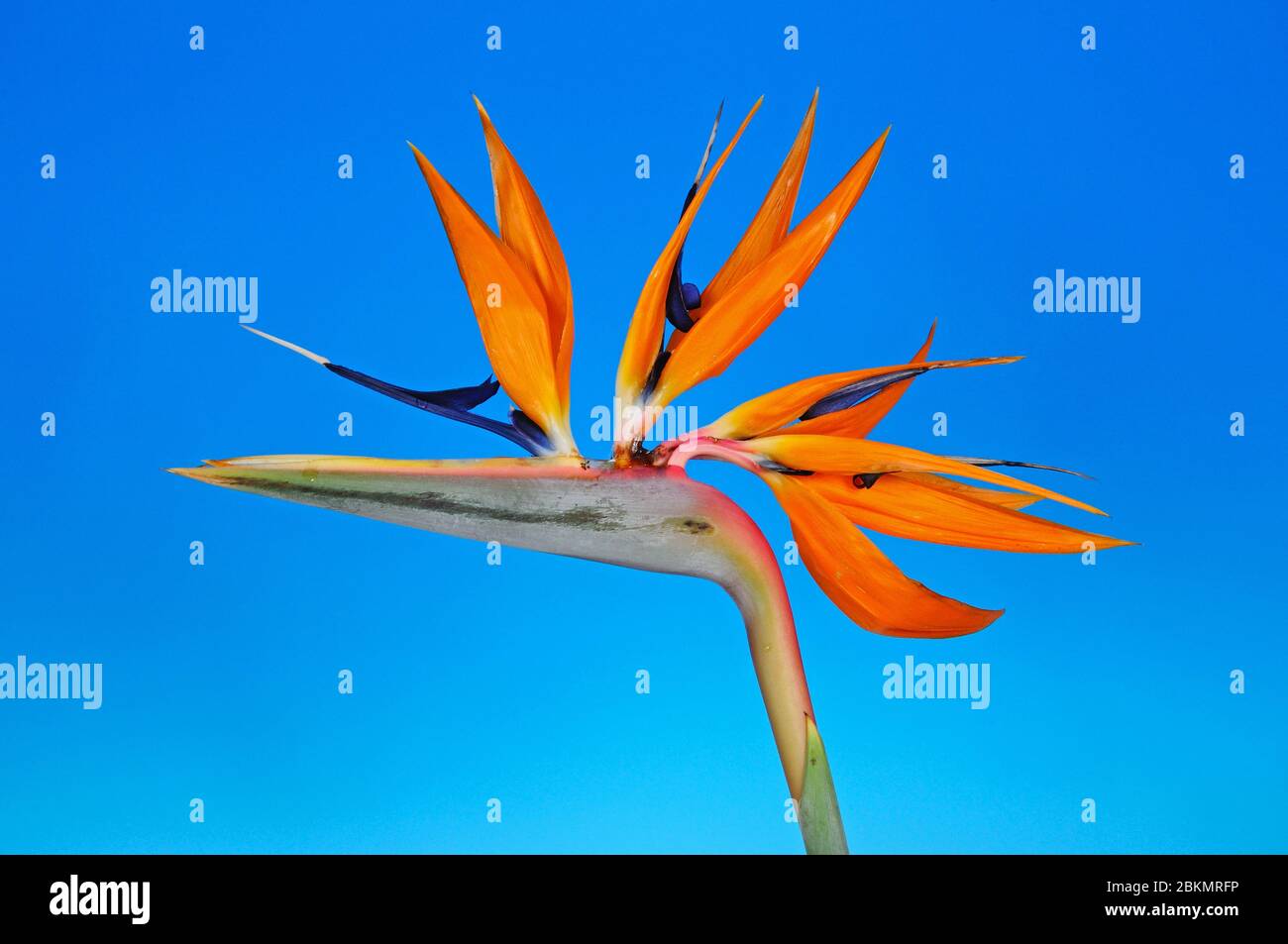 Fleur de l'oiseau de paradis (Strelitzia reginae) sur fond bleu Banque D'Images