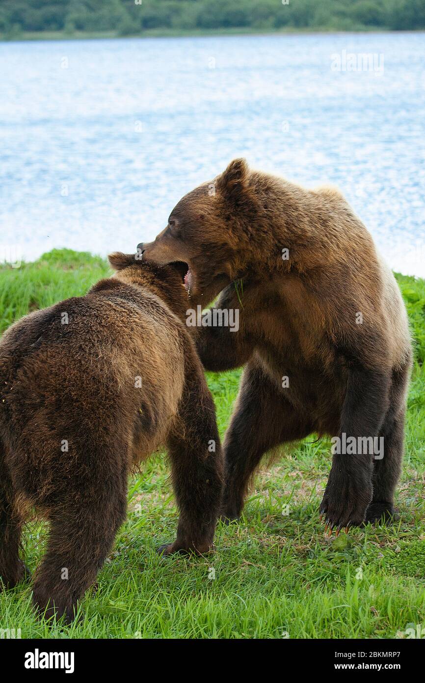 Ours bruns (Ursus arctos) luttant dans le lac Kurile. Kamchatka. Sibérie. Russie Banque D'Images
