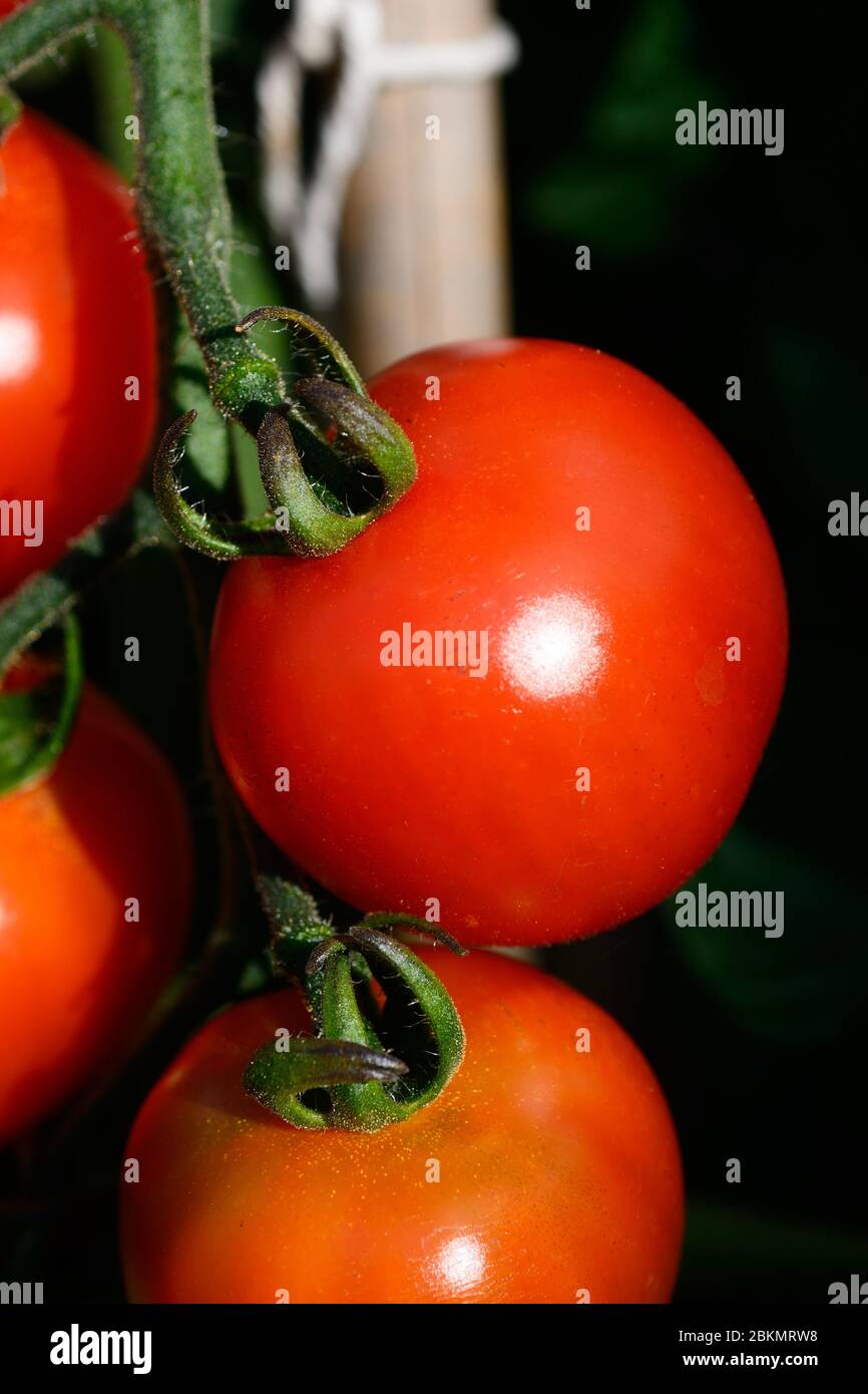Le mûrissement des tomates d'Alicante sur la plante. Banque D'Images