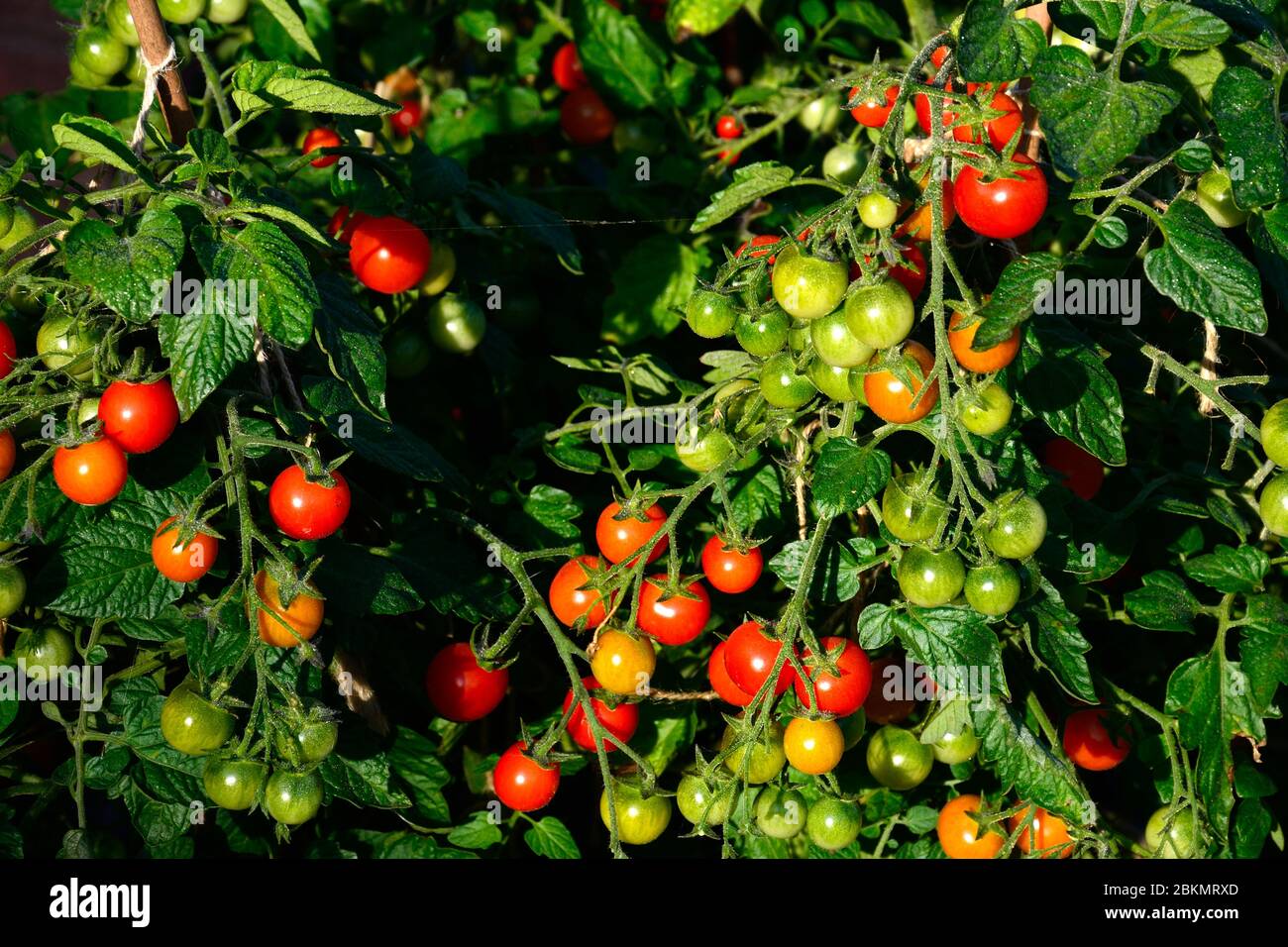 Variété de tomates cerises Losetto mûrissant sur la vigne, Royaume-Uni Banque D'Images