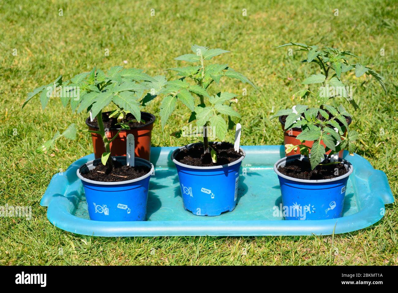 Variété de tomates Summerblast, Royaume-Uni Banque D'Images