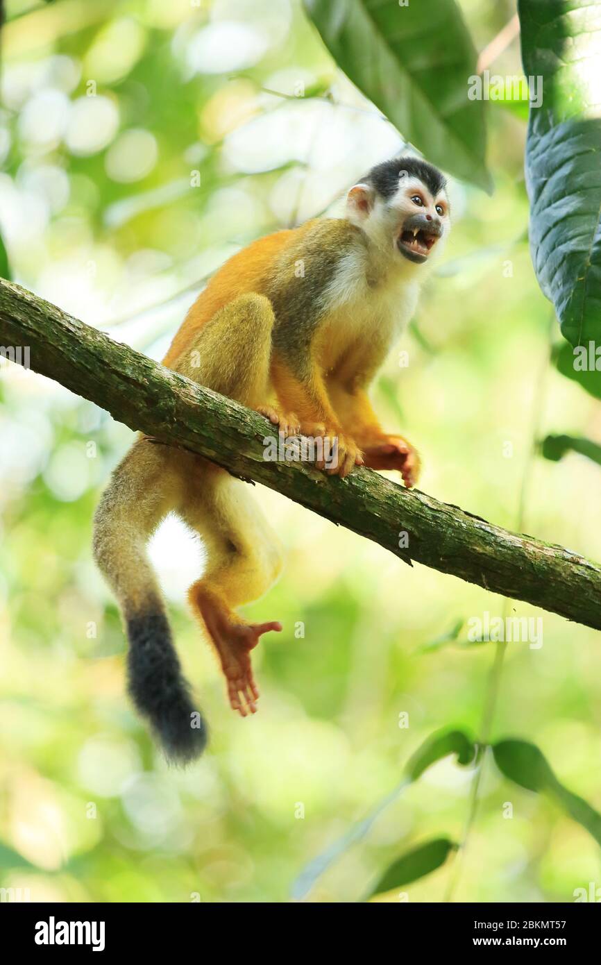 Singe Squirrel (Saimiri oerstedii) d'Amérique centrale (soutenu par la Rouge). Forêt tropicale des plaines, parc national Corcovado, péninsule d'Osa, Costa Rica. Banque D'Images