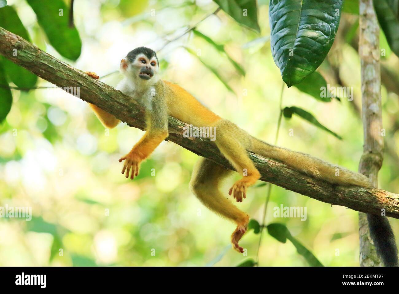 Singe Squirrel (Saimiri oerstedii) d'Amérique centrale (soutenu par la Rouge). Forêt tropicale des plaines, parc national Corcovado, péninsule d'Osa, Costa Rica. Banque D'Images