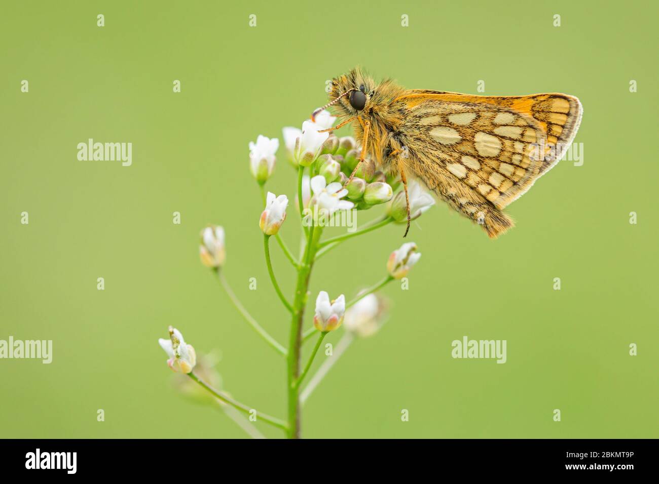 Gros plan d'un petit papillon boisé, un skipper à carreaux, avec des yeux bruns et des taches jaunes sur les ailes orange, assis sur une fleur blanche fragile. Banque D'Images
