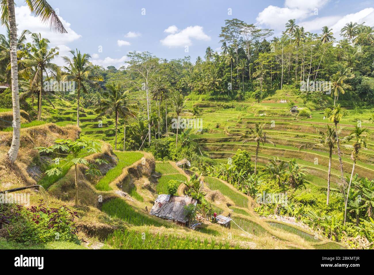 Les terrasses de Tegallalang Rice à Ubud Bali, Indonésie. Il s'agit d'un lieu touristique populaire, en particulier avec les photographes. Banque D'Images