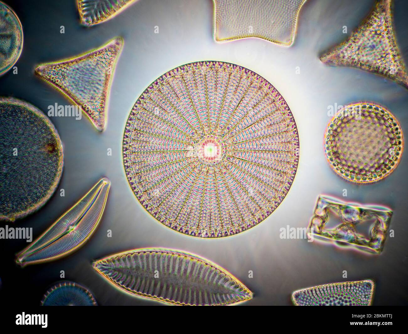 Vaste sélection d'espèces de diatomées, darkfield photomicrographie Banque D'Images