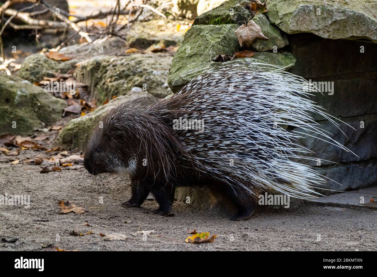 L'Indien, le porc-épic Hystrix indica ou indien, Porcupine est une espèce de rongeurs hystricomorphes appartenant à l'Ancien Monde harde fami Banque D'Images
