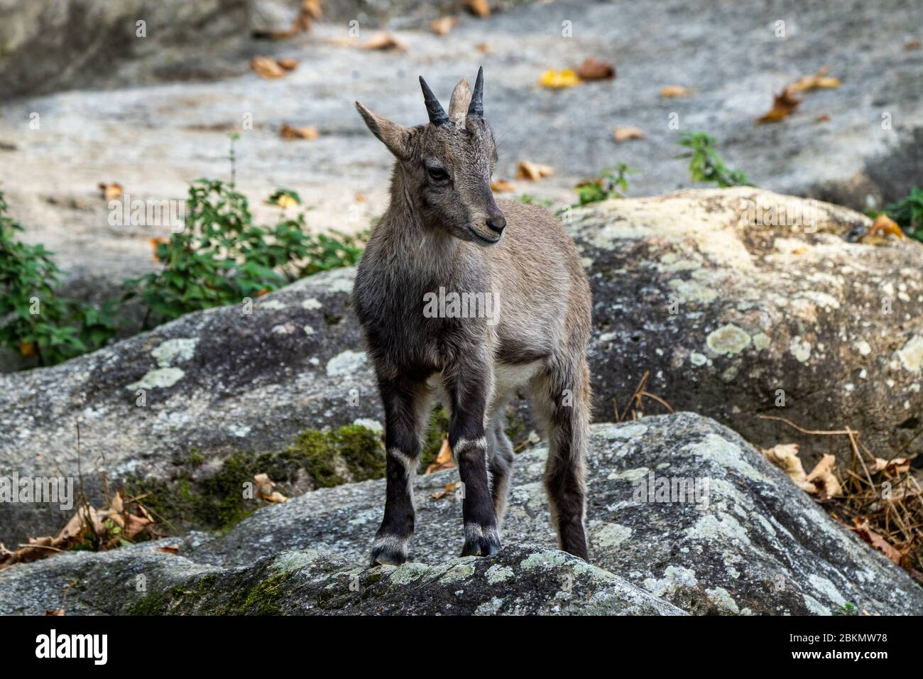 Bouquetins mâles - Capra ibex dans le zoo Banque D'Images