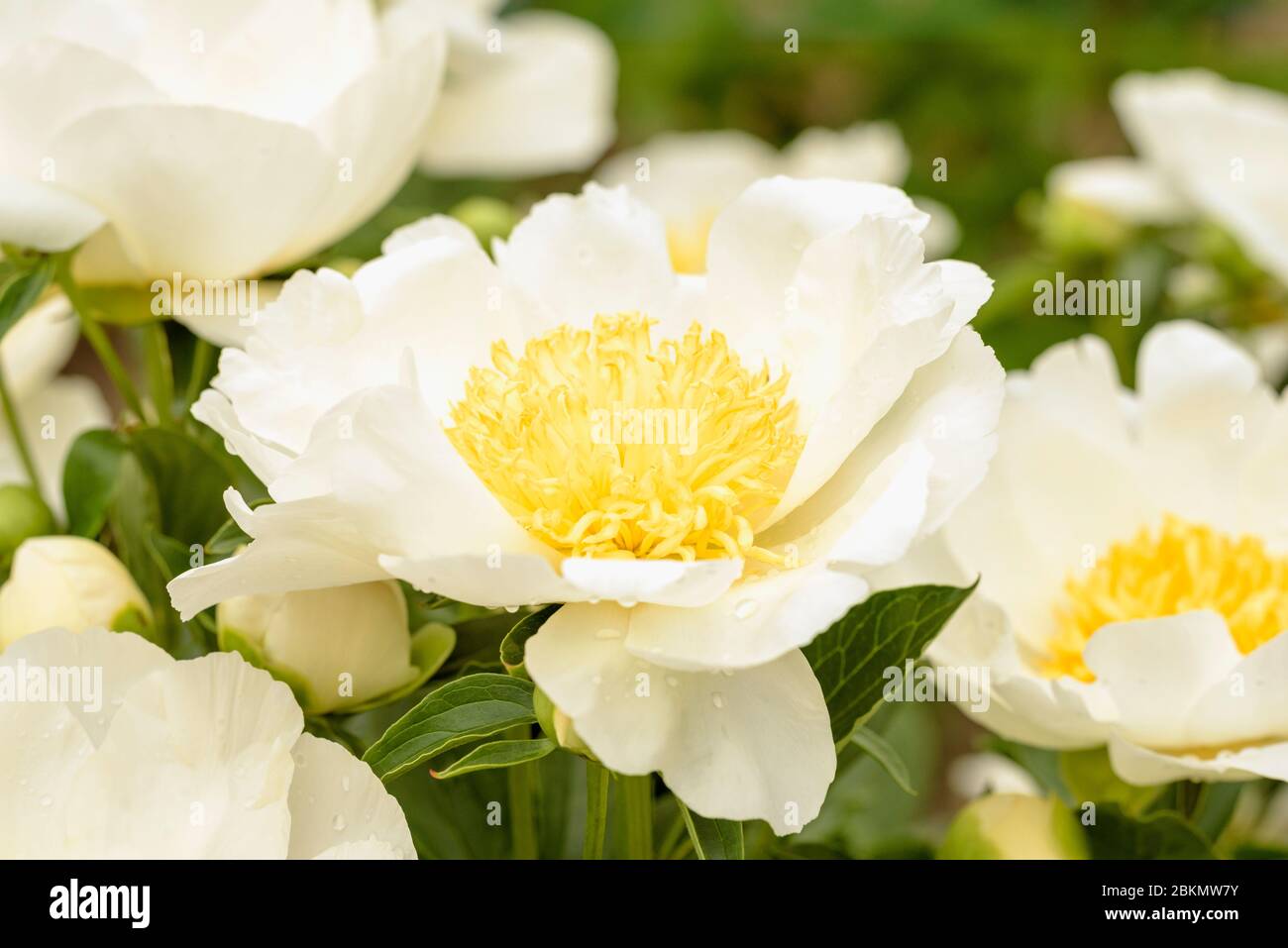 Pivoine blanche précoce Lactiflora, Paeonia lactiflora blanc à la rose, pivoine blanc à la rose Banque D'Images