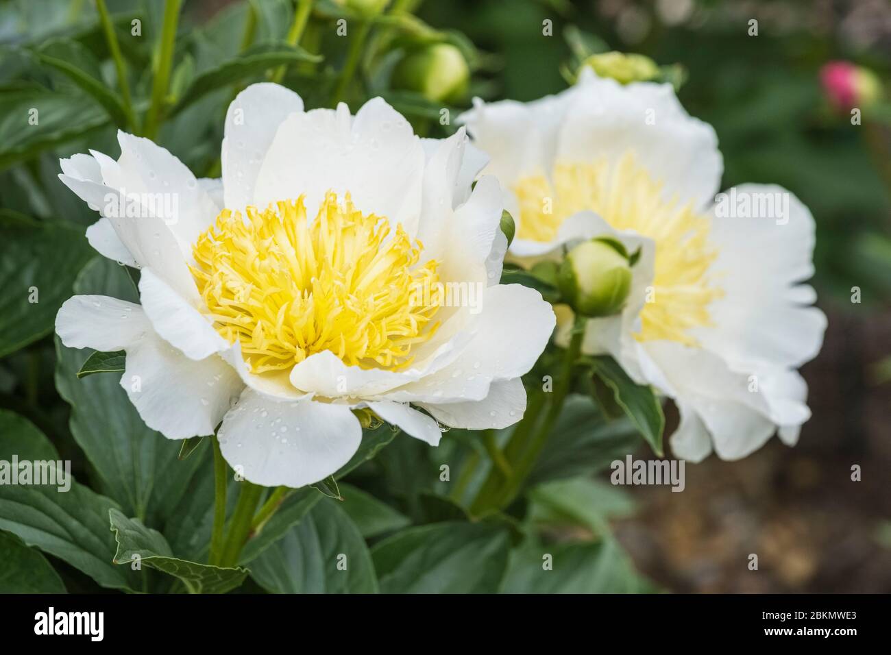 Pivoine blanche précoce Lactiflora, Paeonia lactiflora blanc à la rose, pivoine blanc à la rose Banque D'Images