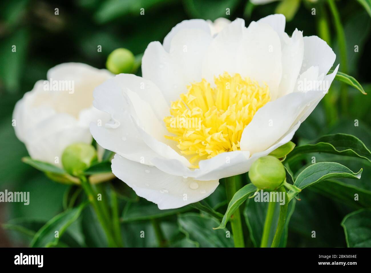Pivoine blanche précoce Lactiflora, Paeonia lactiflora blanc à la rose, pivoine blanc à la rose Banque D'Images