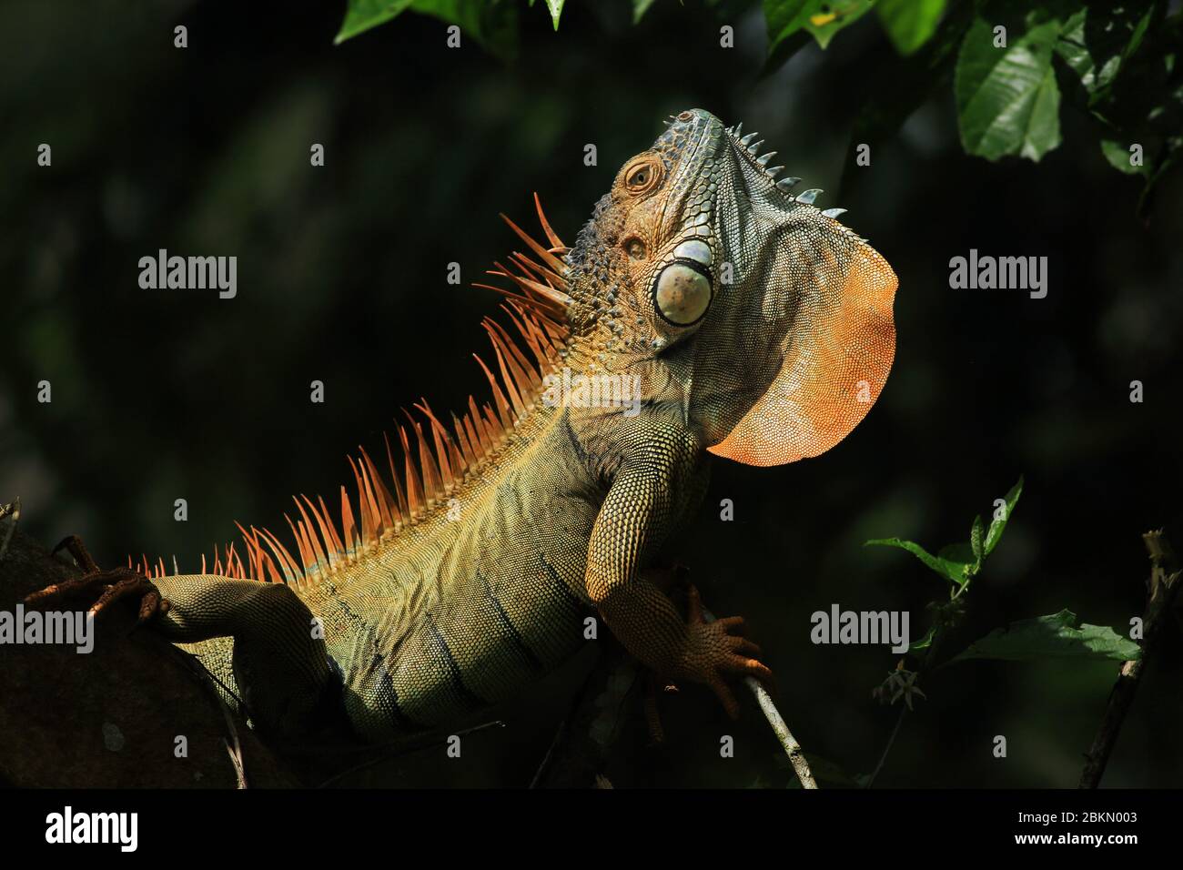 Iguana vert mâle (Iguana iguana) affichant le long de la gorge en affichage territorial. Forêt tropicale, station biologique de la Selva, Sarapiquí, Costa Rica. Banque D'Images