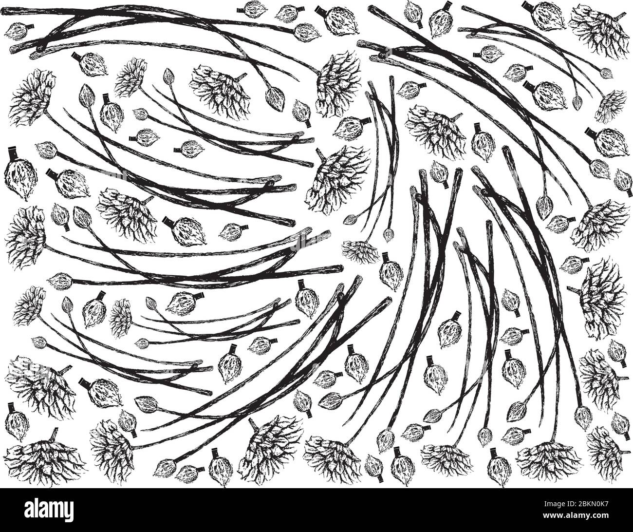 Plantes à base de plantes, Illustration dessinée à la main contexte de ciboulette à l'ail ou de tuberosum Allium isolé sur fond blanc Illustration de Vecteur