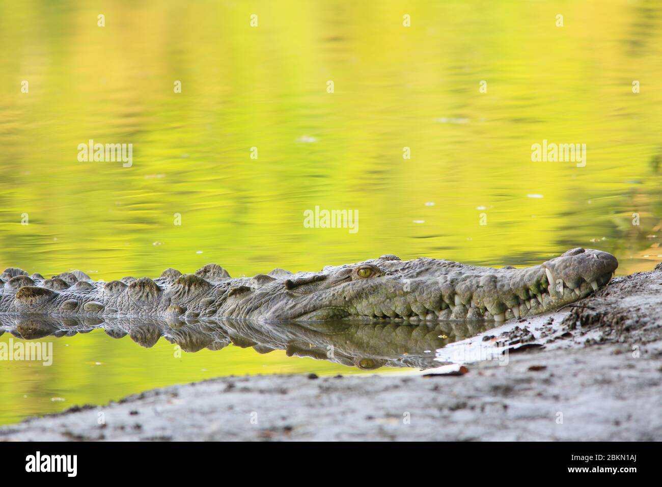 Crocodile américain (Crocodylus acutus) sur la rive de la Sirena River, Parc National Corcovado, Costa Rica. Banque D'Images