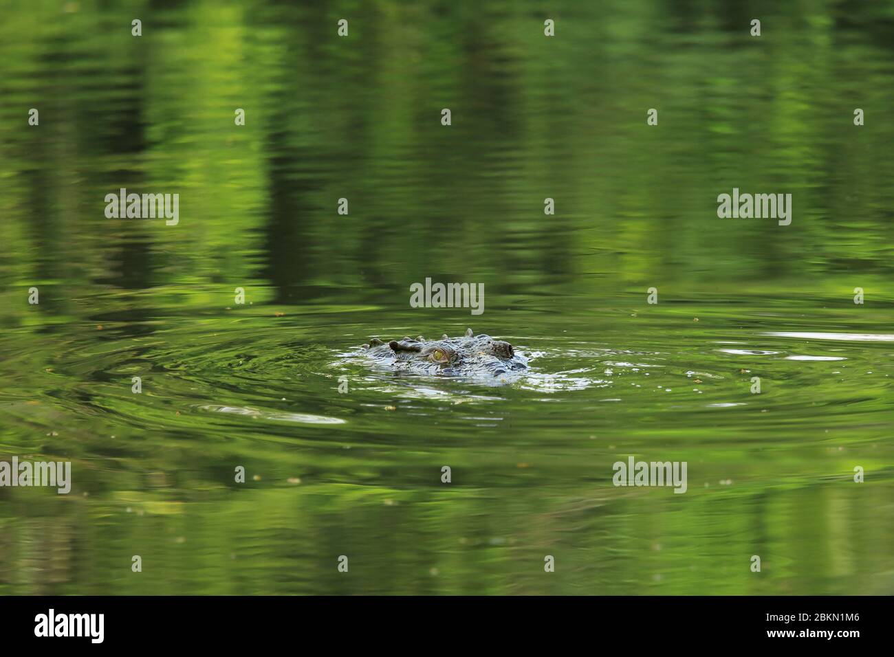Crocodile américain (Crocodylus acutus) dans la rivière Sirena, Parc national Corcovado, Costa Rica. Banque D'Images