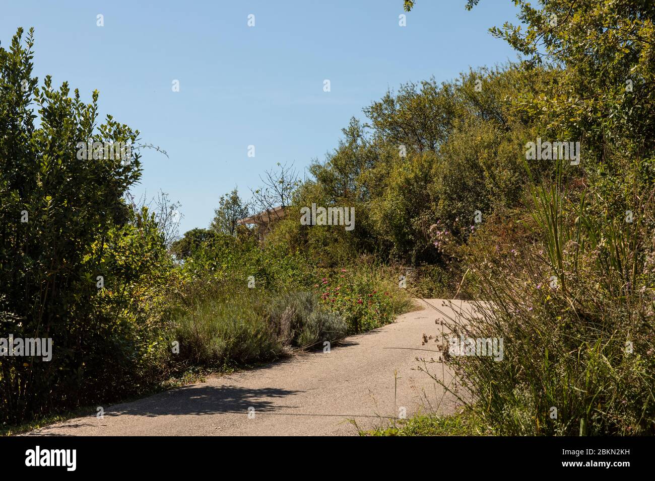 Cilipi, la zone rurale de Konavle, le sud de Dubrovnik, Dalmatie, Croatie. Une route entourée d'arbres, de plantes, de verdure crée un esprit et une idylle Banque D'Images