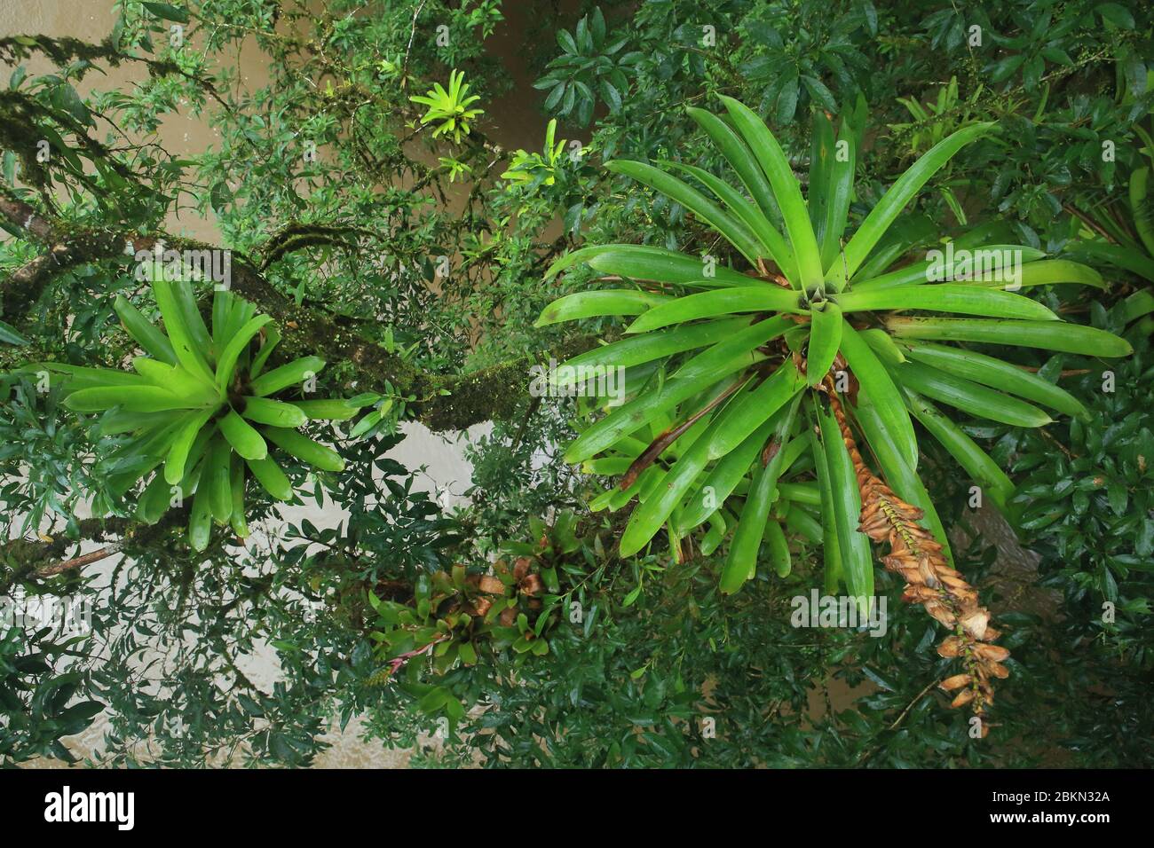 Bromeliads au-dessus de la rivière Sarapiquí. Forêt tropicale des plaines, Station biologique de la Selva, Sarapiquí, pente des Caraïbes, Costa Rica. Banque D'Images
