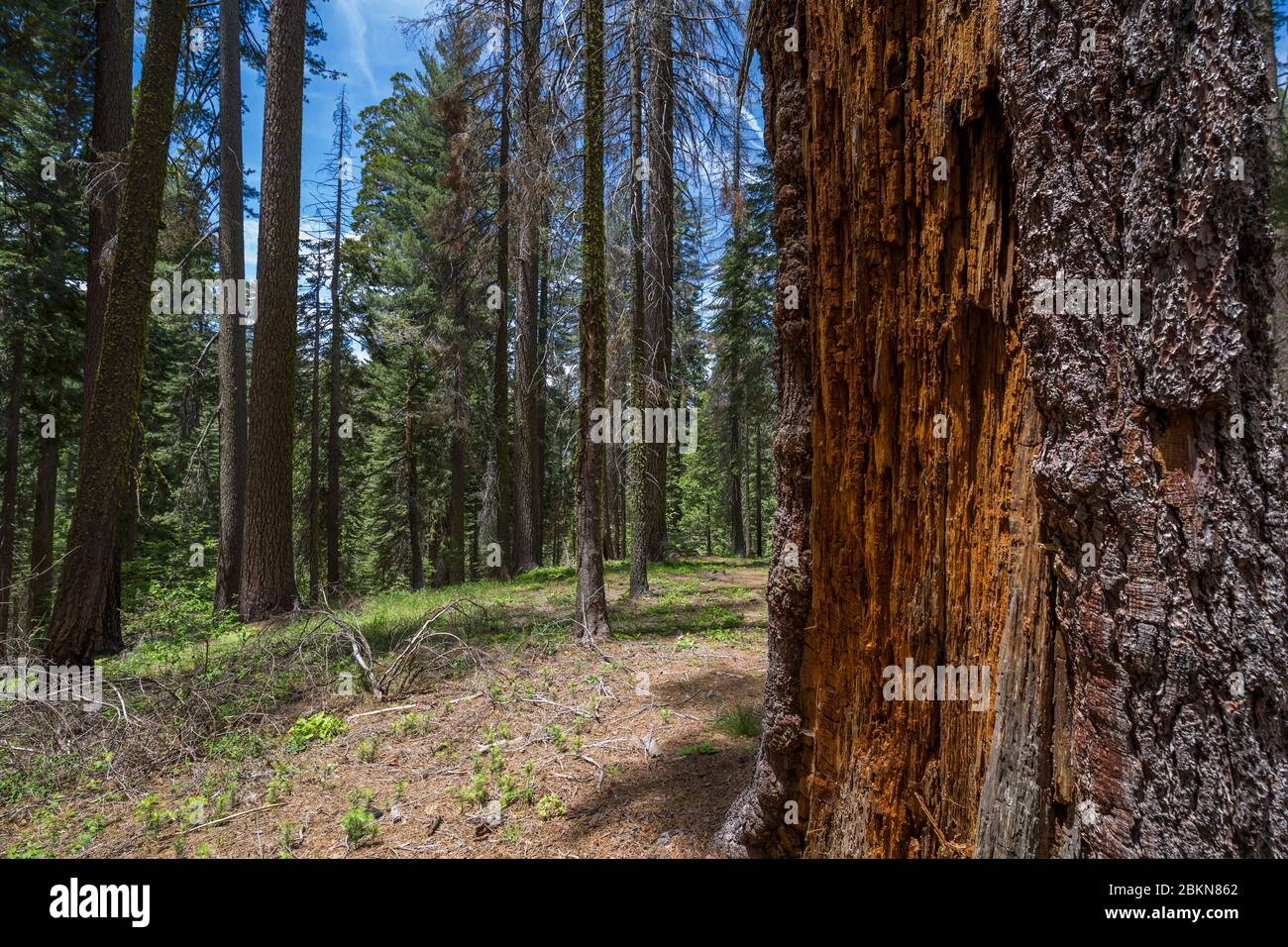 Vue sur le séquoias géant dans le sentier de Tuolumne Grove, le parc national de Yosemite, site classé au patrimoine mondial de l'UNESCO, Californie, États-Unis, Amérique du Nord Banque D'Images