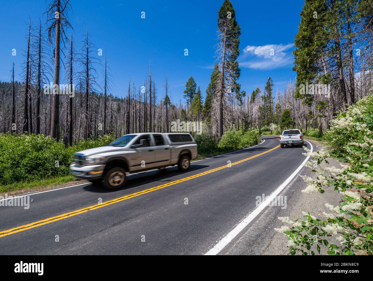 Route à travers la zone dévastée par les feux de forêt, parc national de Yosemite, site classé au patrimoine mondial de l'UNESCO, Californie, États-Unis, Amérique du Nord Banque D'Images
