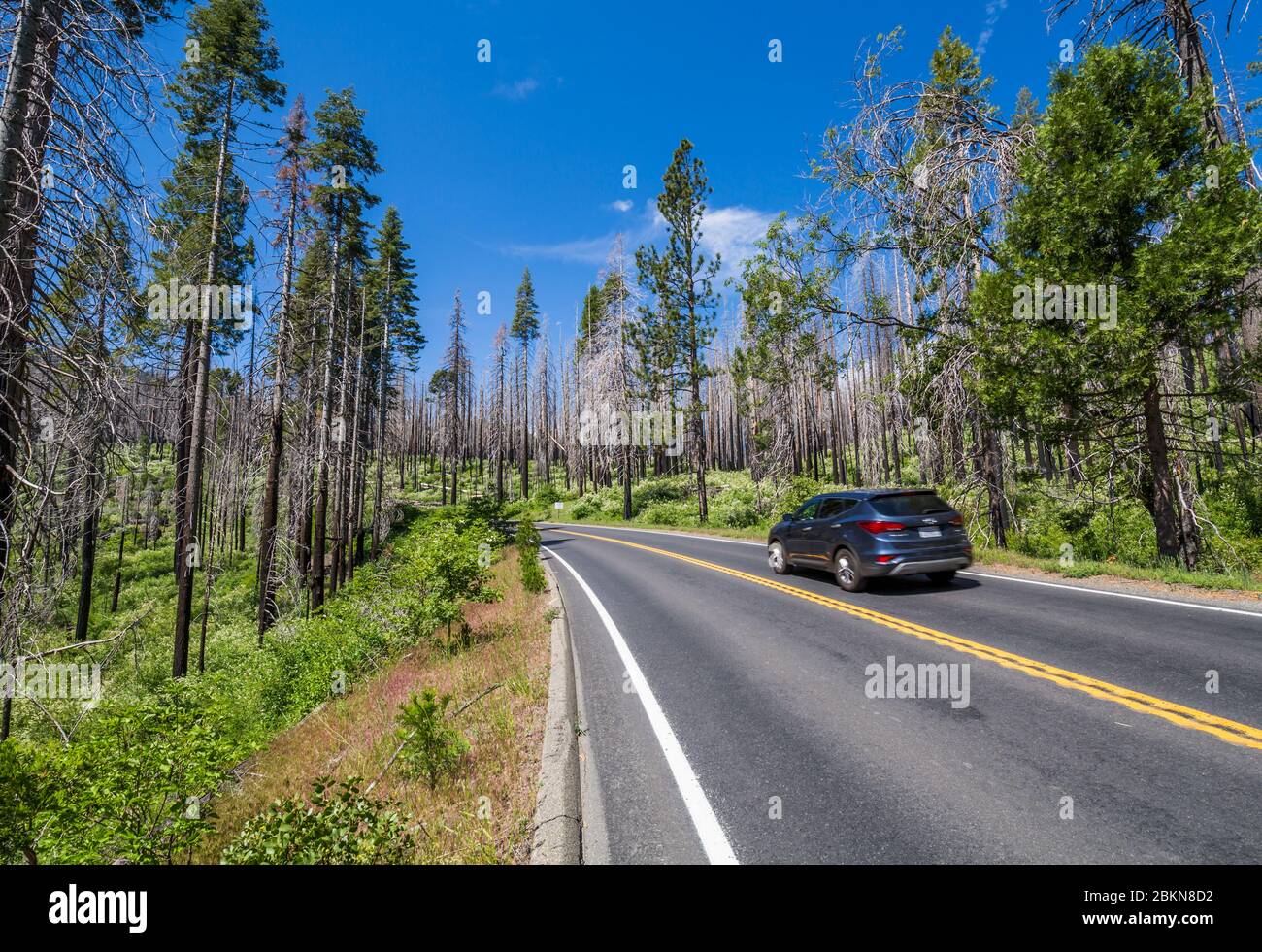 Route à travers la zone dévastée par les feux de forêt, parc national de Yosemite, site classé au patrimoine mondial de l'UNESCO, Californie, États-Unis, Amérique du Nord Banque D'Images