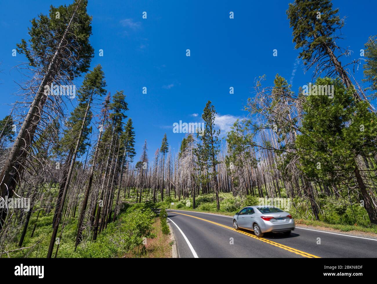 Route à travers la zone dévastée par les feux de forêt, parc national de Yosemite, site classé au patrimoine mondial de l'UNESCO, Californie, États-Unis, Amérique du Nord Banque D'Images