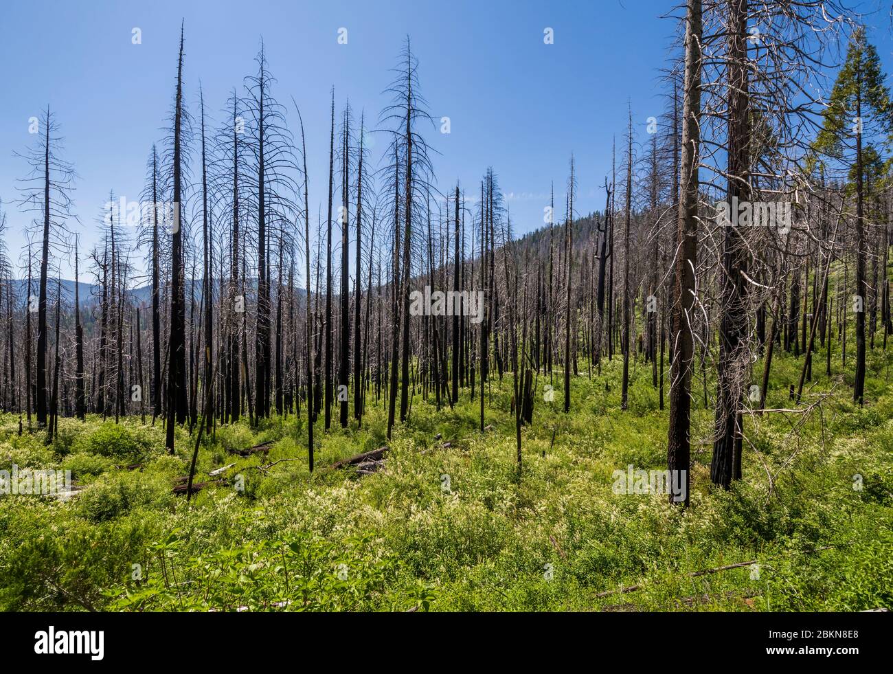 Voir la zone dévastée par les feux de forêt, le parc national de Yosemite, site classé au patrimoine mondial de l'UNESCO, Californie, États-Unis, Amérique du Nord Banque D'Images