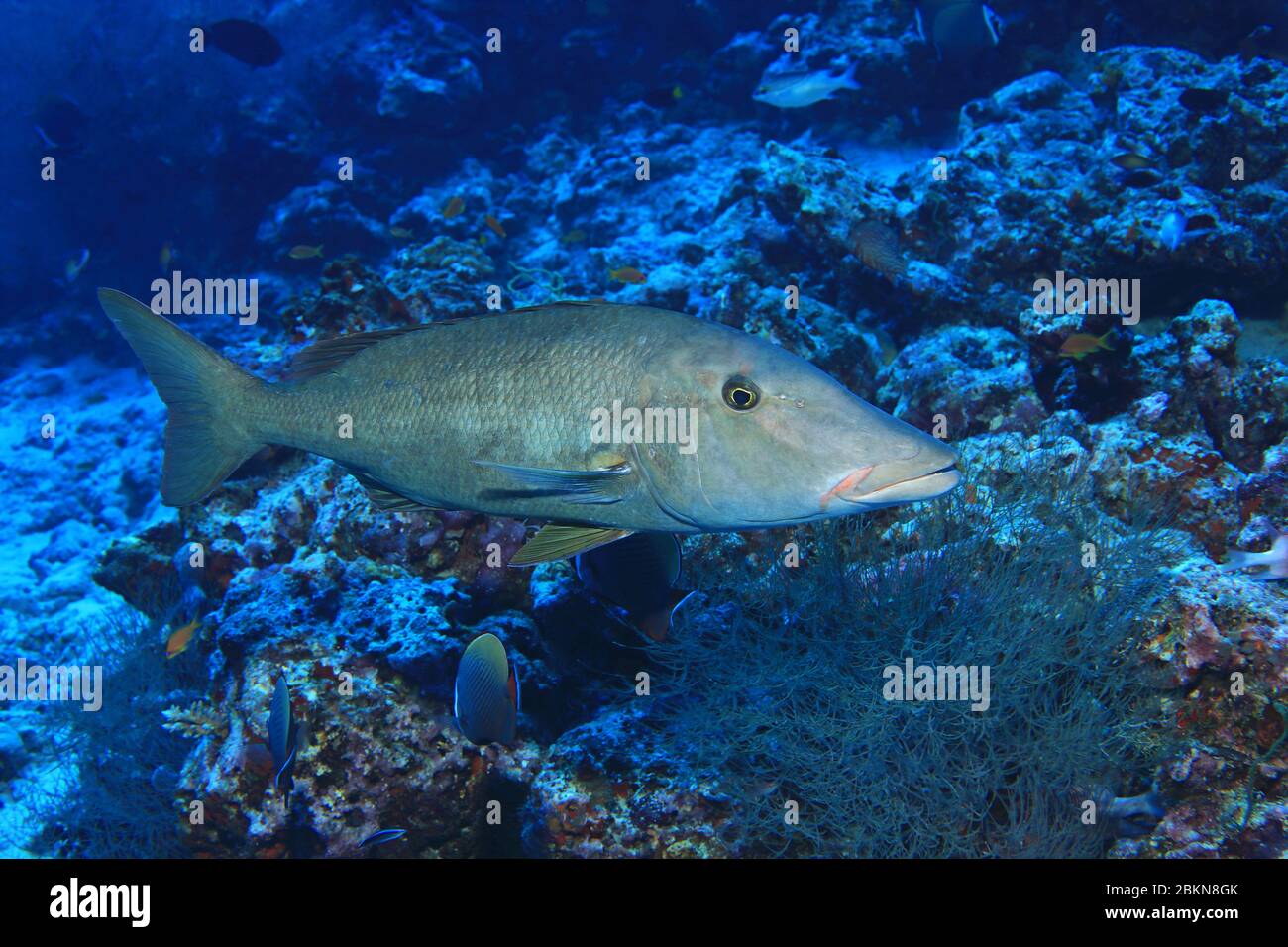 Poisson empereur à longue face (Lithrinus olivaceus) sous l'eau dans le récif de corail de l'océan Indien Banque D'Images