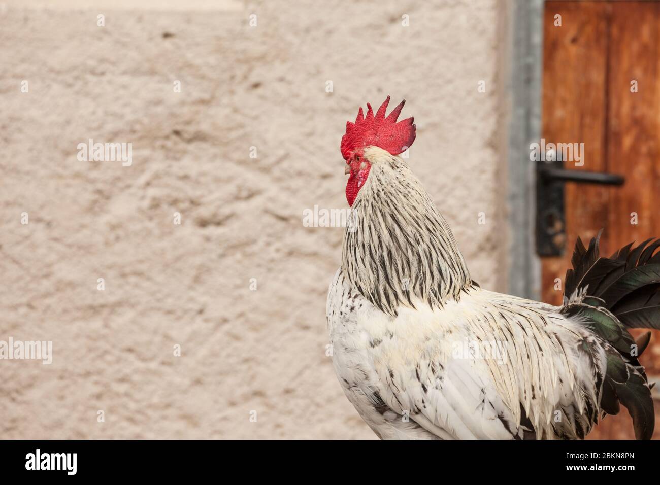 Un coq blanc à l'extérieur d'une ferme Banque D'Images