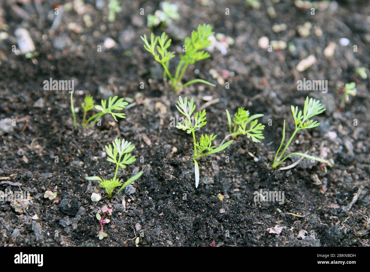Jeunes Pousses De Carottes Daucus Carota En Croissance Dans Les Jardins Britanniques Mai Photo Stock Alamy Jeunes Pousses De Carottes Daucus Carota En Croissance Dans Les Jardins Britanniques Mai Photo Stock Alamy