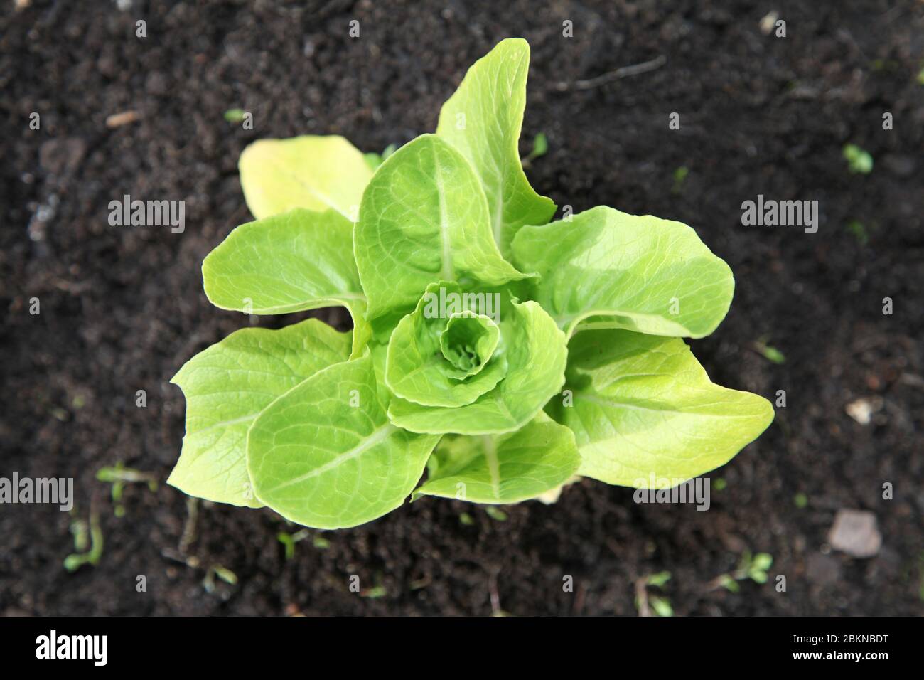 Jeune COS laitue (Lactuca sativa) 'Cucuracha' laitue poussant dans la parcelle de légumes ou l'allotissement dans le jardin du Royaume-Uni, mai 2020 Banque D'Images