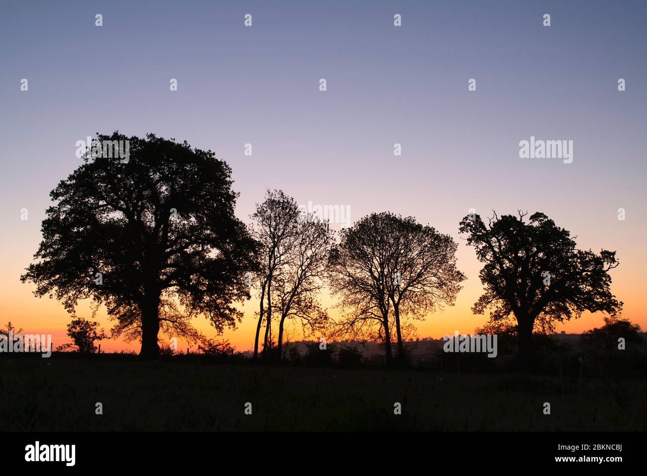 Silhouette et hedgerow à l'aube dans la campagne de l'oxfordshire. Oxfordshire Angleterre Banque D'Images