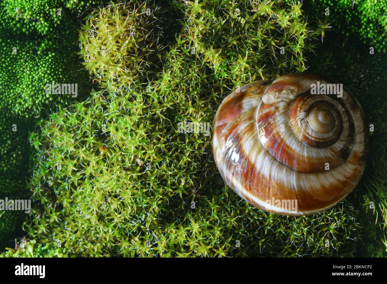 coquille vide d'escargot de rivière reposant sur une mousse verte Banque D'Images