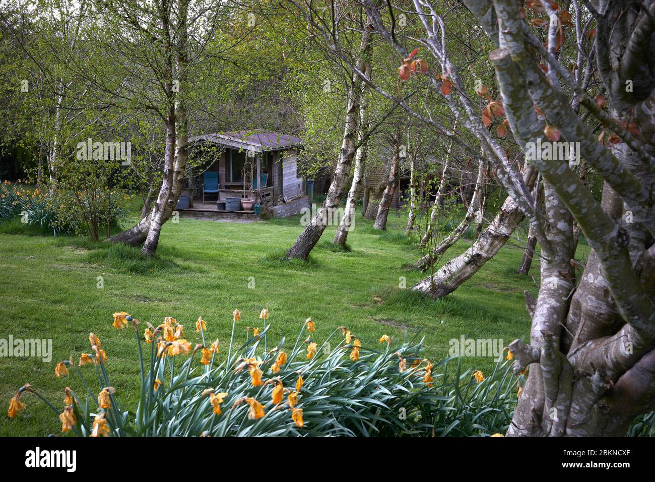 Pein Lane, Bewerley, Harrogate, North Yorkshire, Angleterre, Royaume-Uni, 26/04/20. Bouleaux et maison de jardin, petite exploitation à Niddings pendant le confinement Banque D'Images
