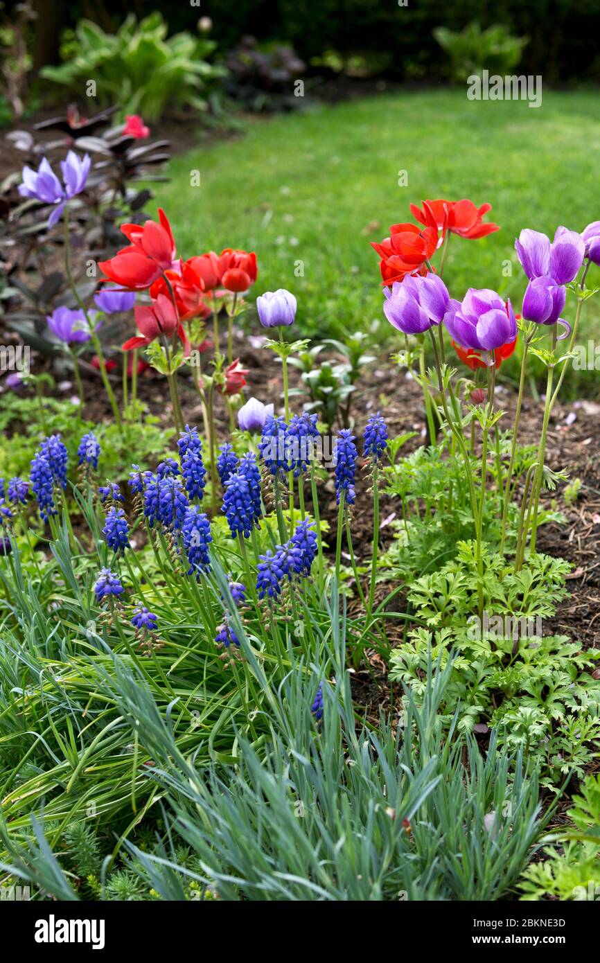 Magnifique lit de fleurs de printemps avec des jacinthes de raisin, Muscari armeniacum, et des tulipes dans un jardin résidentiel. Banque D'Images