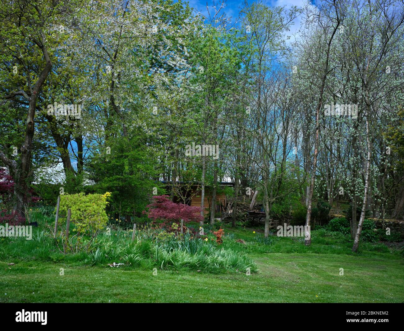 Pein Lane, Bewerley, Harrogate, North Yorkshire, Angleterre, Royaume-Uni, 02/05/20. À 900 pieds et au printemps, petit jardin de Niddings pendant l'écluse du coronavirus Banque D'Images