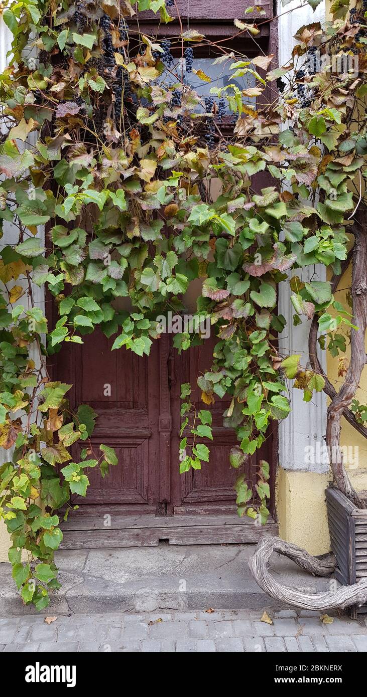 Porche de bâtiment abandonné, surcultivé avec de la vigne et des feuilles vertes fraîches avec des bonches de raisin mûres suspendues. Ancienne porte en bois marron et escalier en pierre Banque D'Images