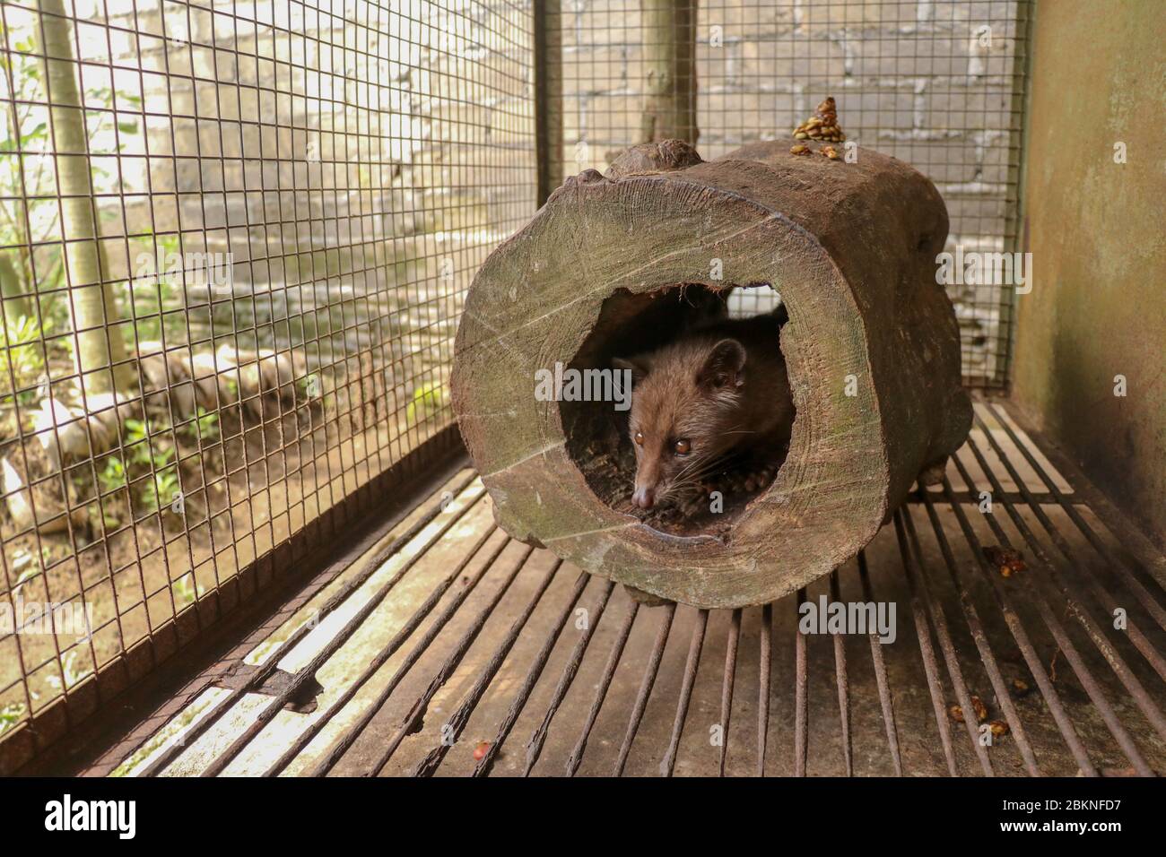 Civet Cat Banque D Image Et Photos Page 2 Alamy
