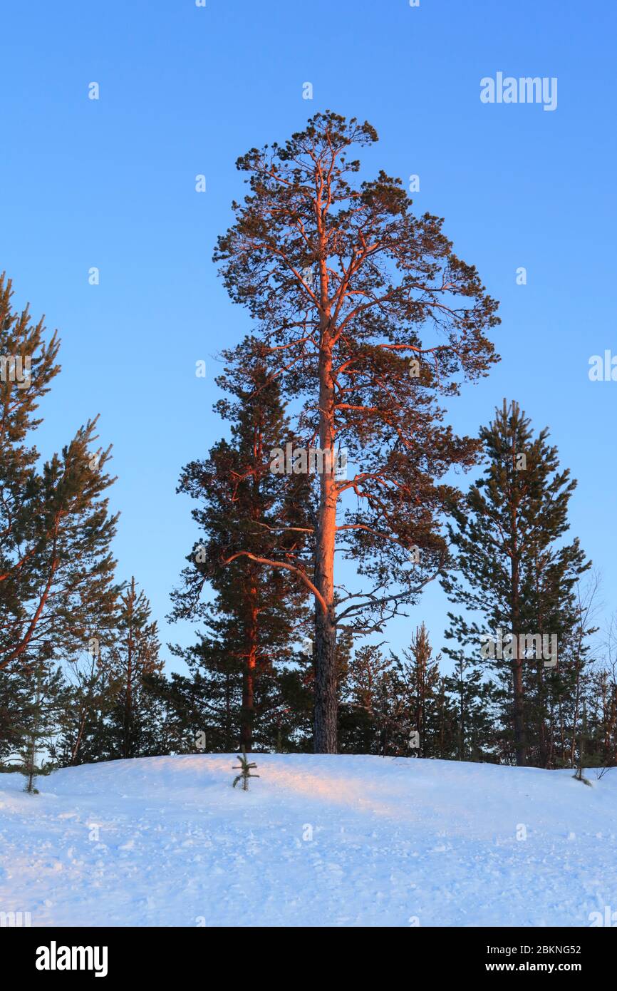 Pins dans un paysage arctique de Finlande au coucher du soleil avec de la neige sur le sol sous un ciel bleu clair Banque D'Images