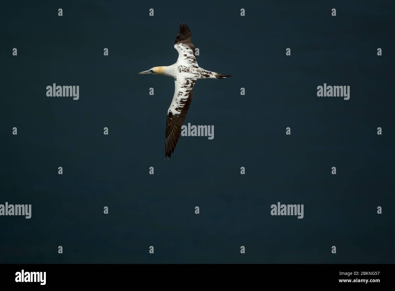 Gantet du Nord, Morus bassanus, oiseau de troisième année avec ailes ouvertes en vol sur une mer sombre dans la réserve naturelle de Bempton Cliffs RSPB Banque D'Images