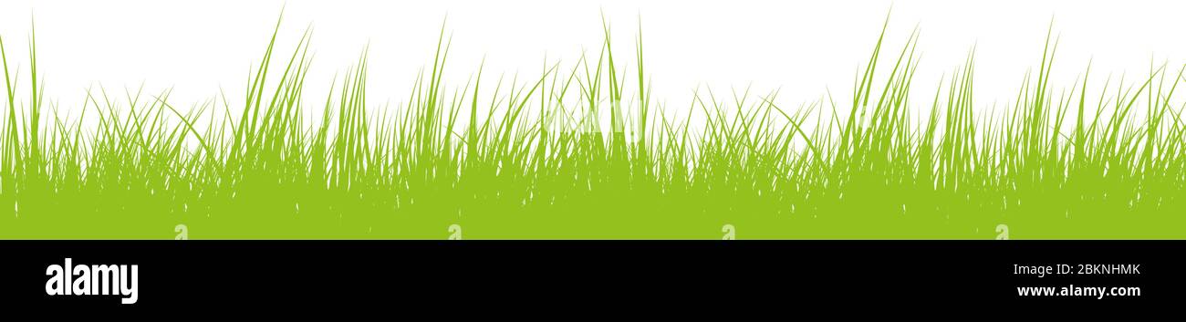 herbe ou pelouse verte fraîche isolée sur fond blanc illustration vectorielle Illustration de Vecteur