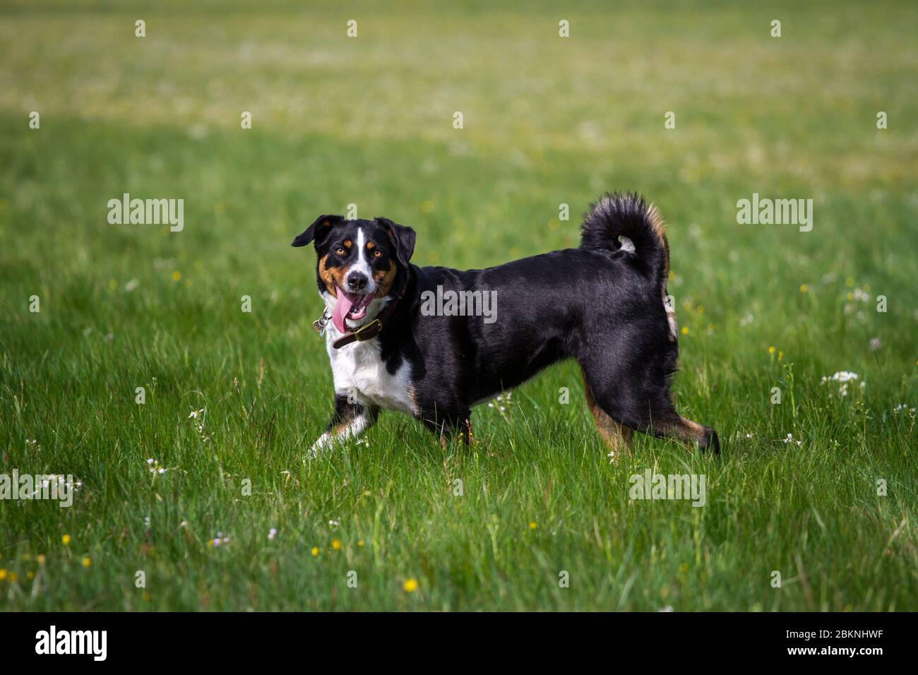 Appenzell Mountain Dog Walking Banque D'Images