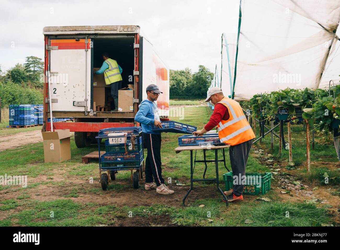 Les travailleurs migrants européens cueillez des fraises dans une grande ferme commerciale qui approvisionne les supermarchés britanniques. Banque D'Images