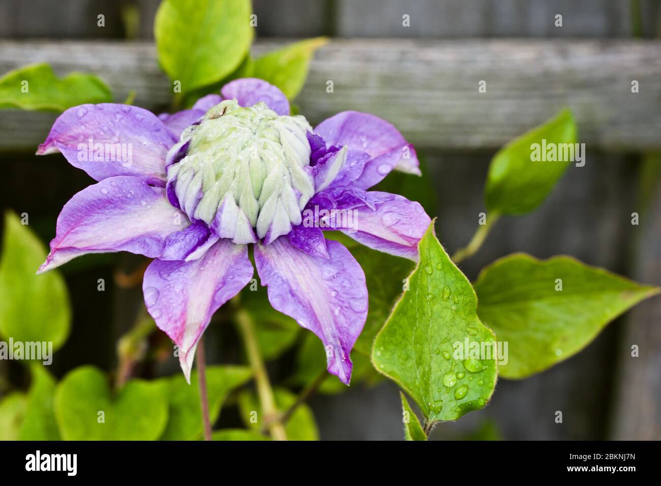 clematis diamantina 'Evipo039' Banque D'Images