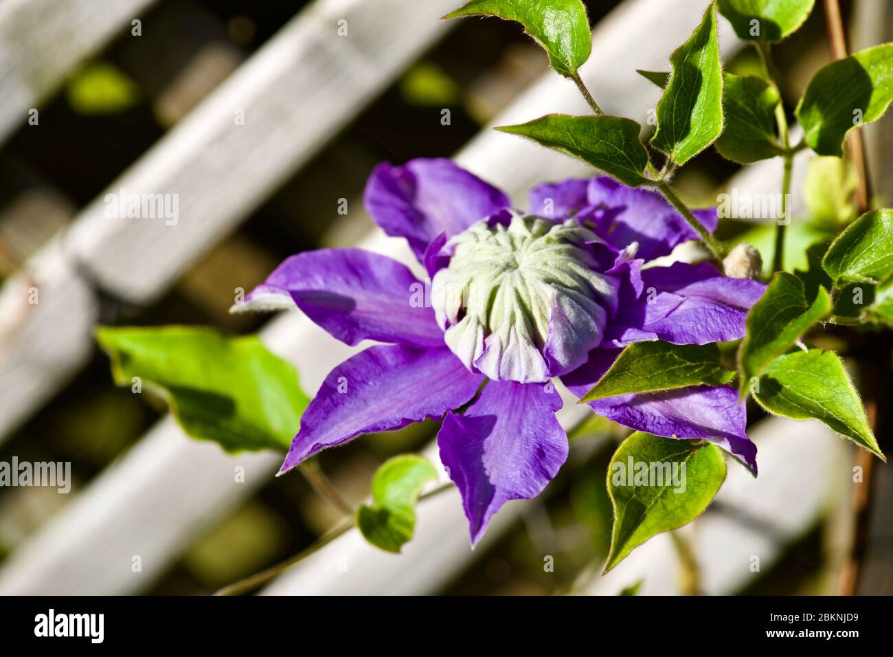 clematis diamantina 'Evipo039' Banque D'Images
