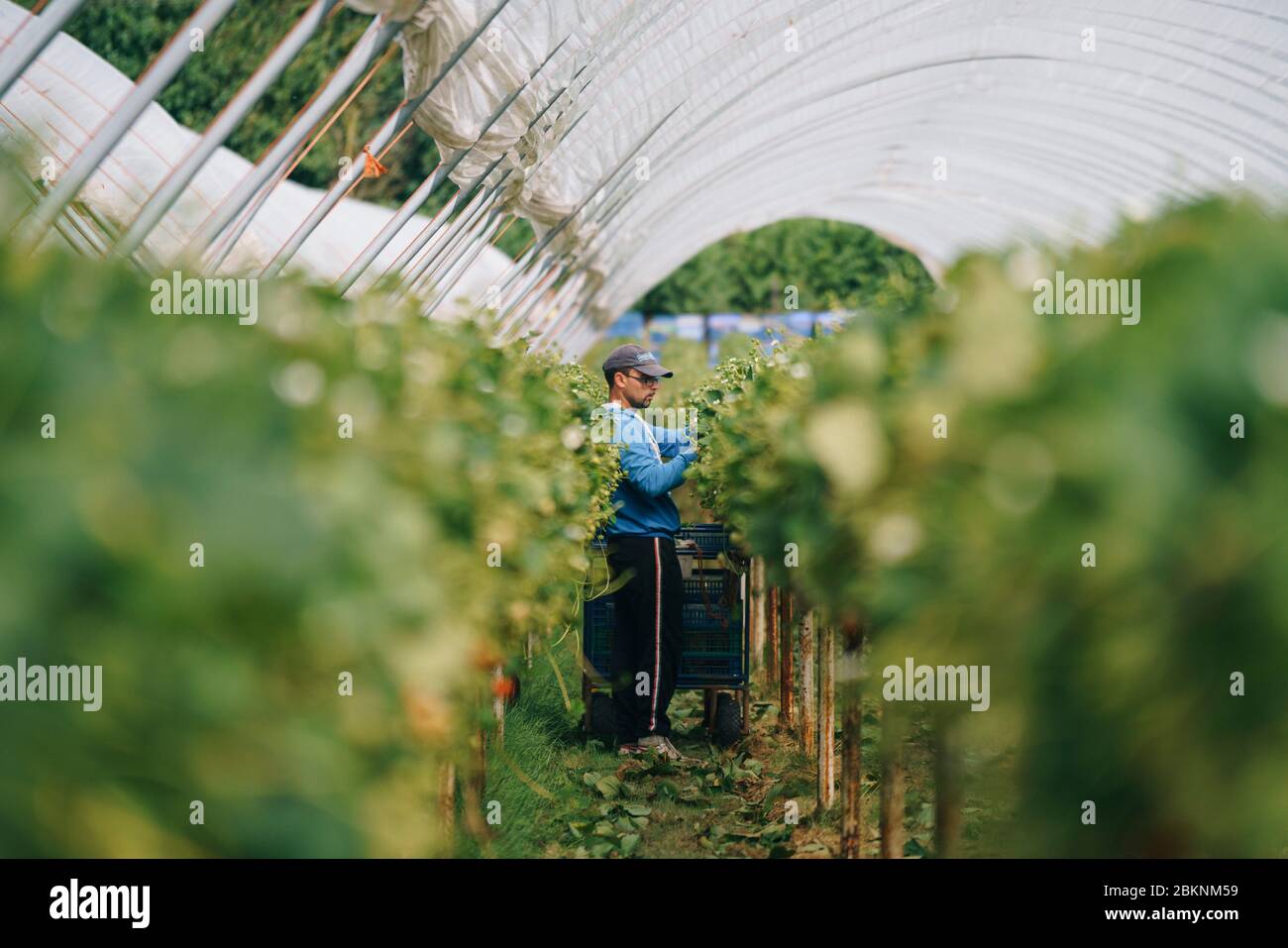 Les travailleurs migrants européens cueillez des fraises dans une grande ferme commerciale qui approvisionne les supermarchés britanniques. Banque D'Images