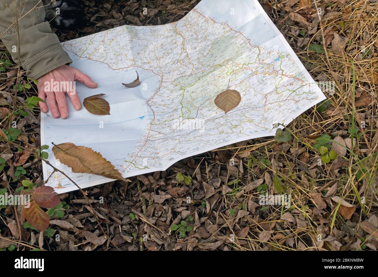 consultation d'une carte sur un sentier couvert de feuilles en forêt Banque D'Images