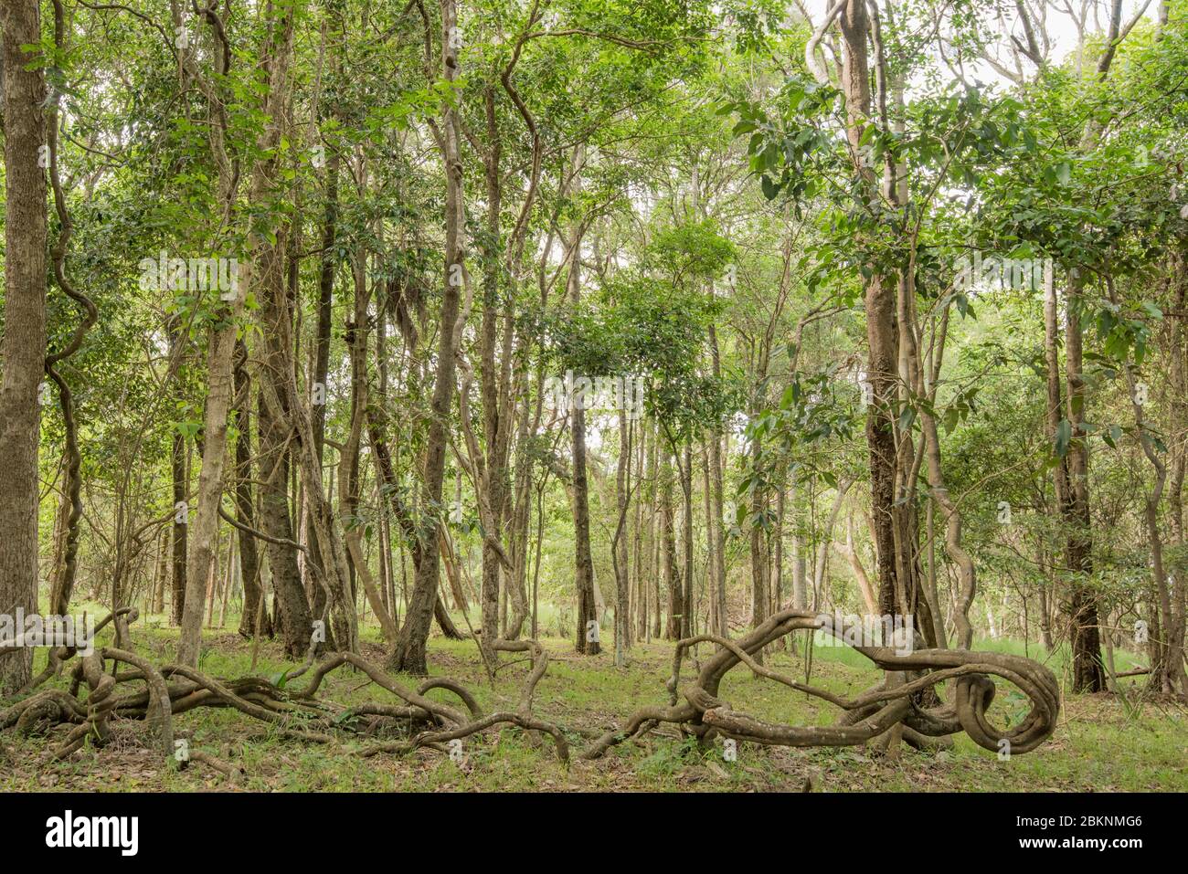 De grandes vignes à Silkpode (Parsonsia straminea) matures dans la forêt tropicale littorale de la péninsule de Black Head à Hallidays point NSW, Australie Banque D'Images