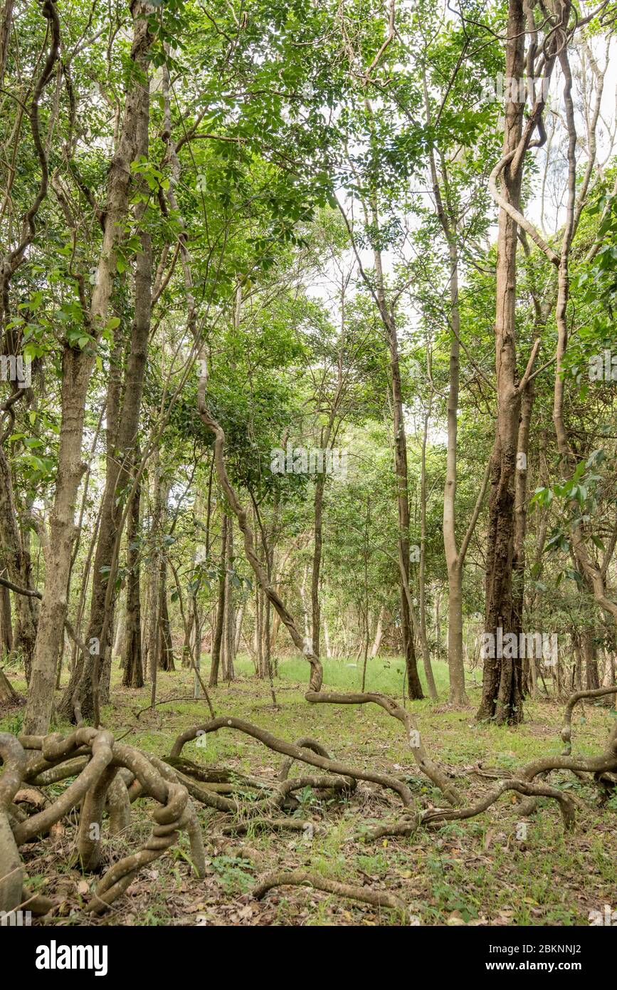 De grandes vignes à Silkpode (Parsonsia straminea) matures dans la forêt tropicale littorale de la péninsule de Black Head à Hallidays point NSW, Australie Banque D'Images