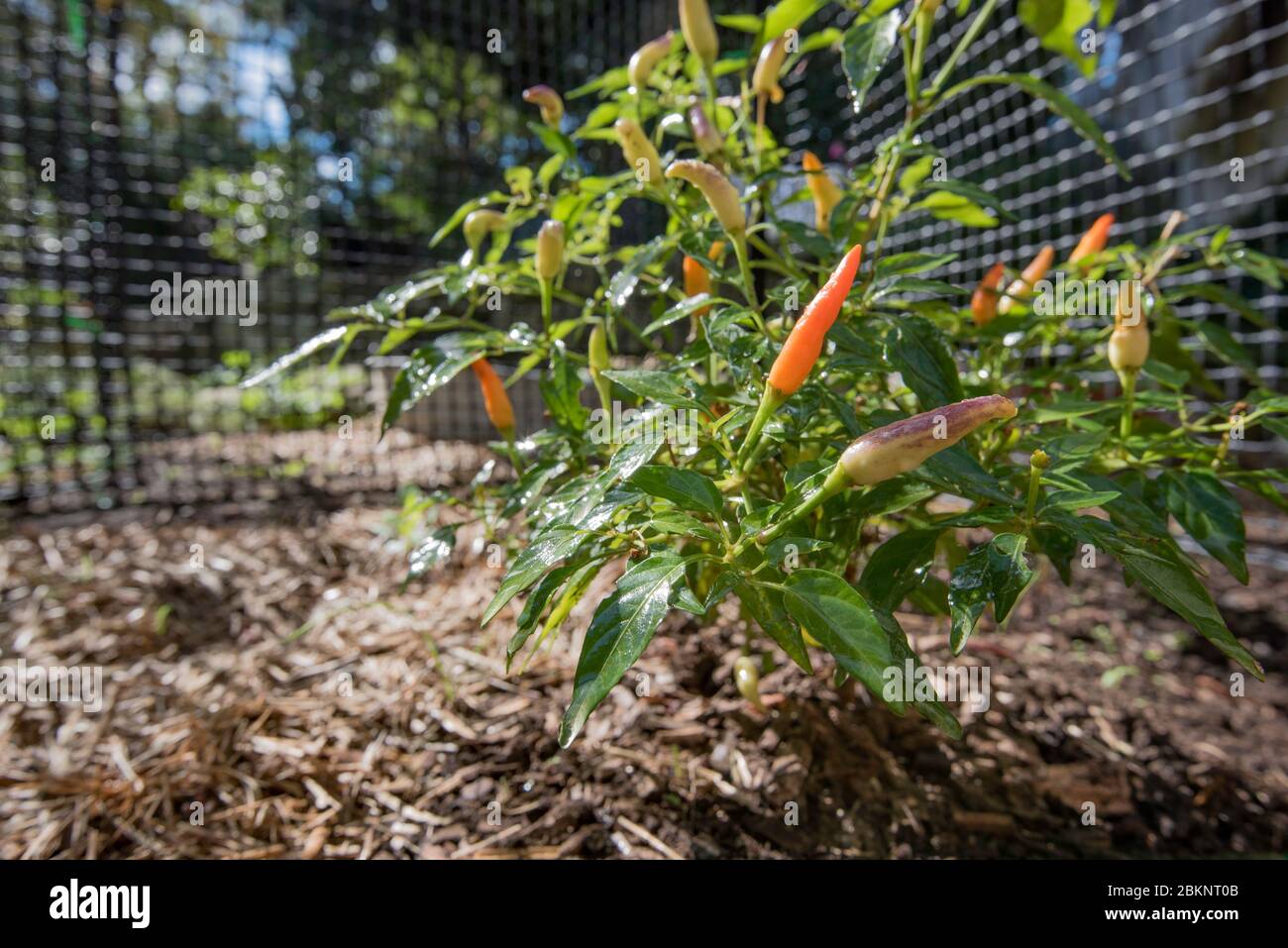 Un petit piment rouge poussant dans un légume de Sydney paillis et toile de fond de maille en plastique vert Banque D'Images