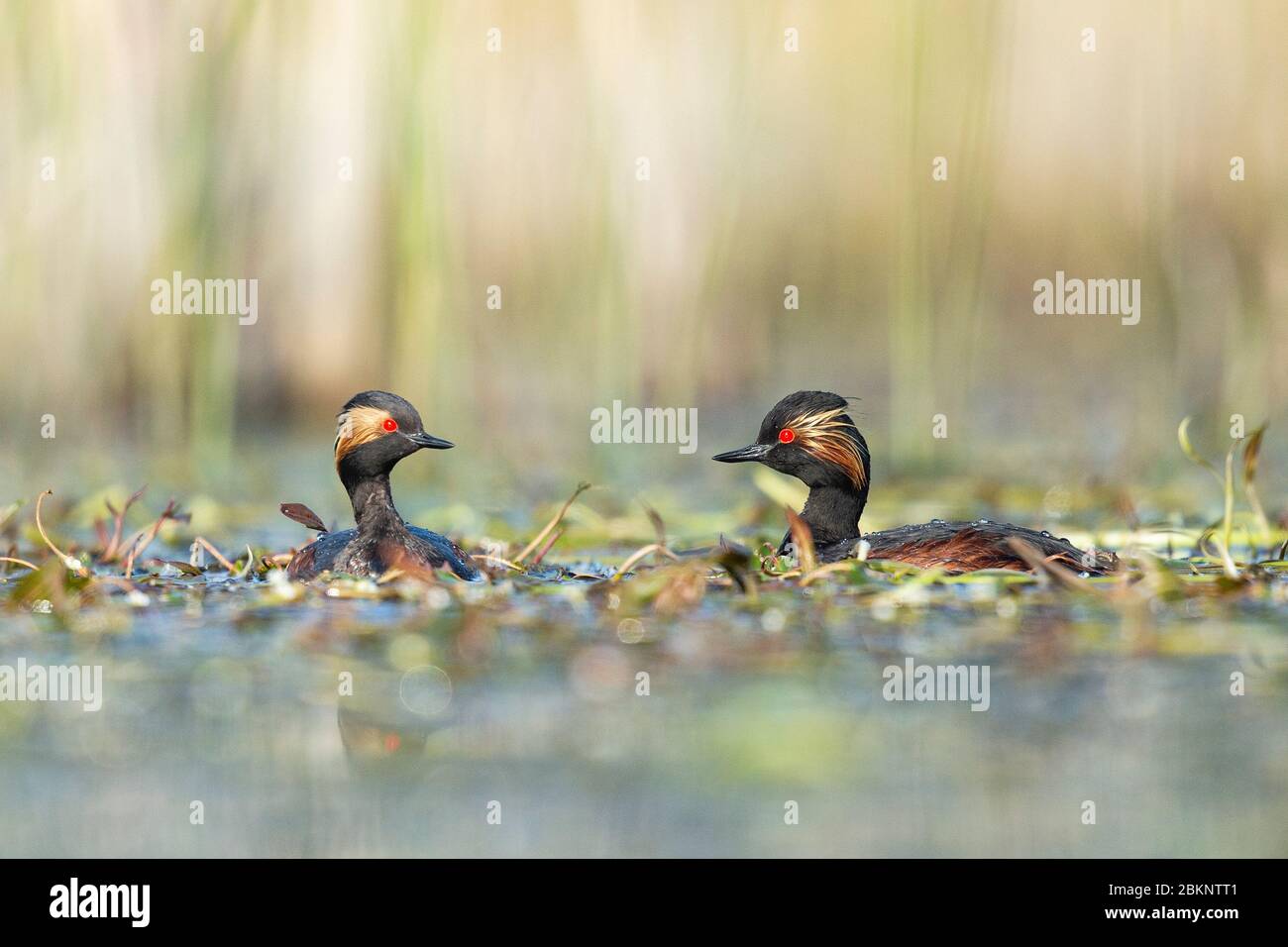 Une paire de grebes à col noir (Podiceps nigricollis) Banque D'Images